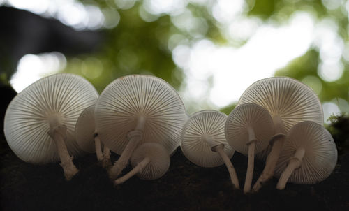 Close-up of white mushrooms growing on field
