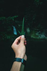 Close-up of hand holding plant