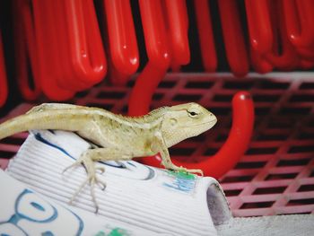 Close-up of a lizard on wall