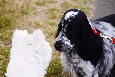 Black dog on field with a white dog