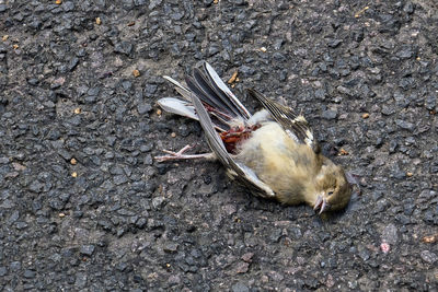 High angle view of a bird