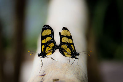 Close-up of butterfly on leaf