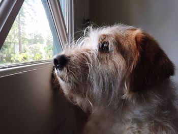 Close-up of dog looking through window