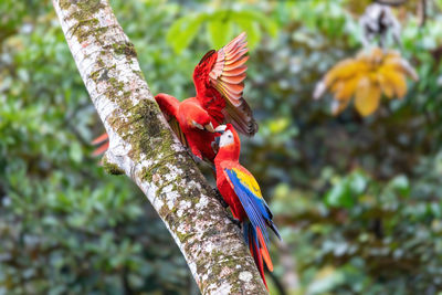 Scarlet macaw