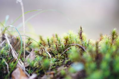 Close-up of fresh plants on field