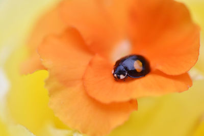 Close-up of orange flower