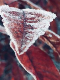 Close-up of snow during autumn