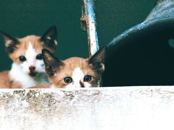 Close-up portrait of kitten