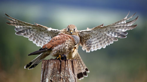 Male and female kestrel squabbling over a mouse