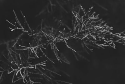 Close-up of plant against blurred background