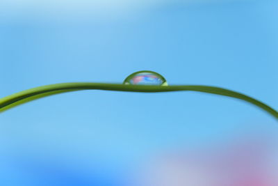 Close-up of water drop on plant against blue sky