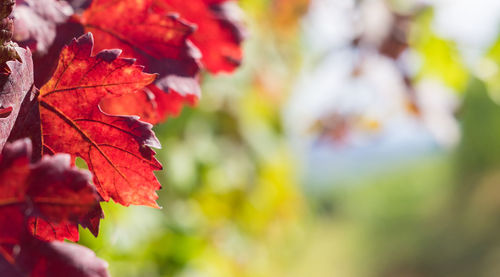 Close-up of red maple leaf