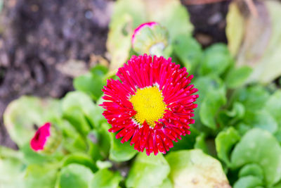 Close-up of red flower blooming outdoors