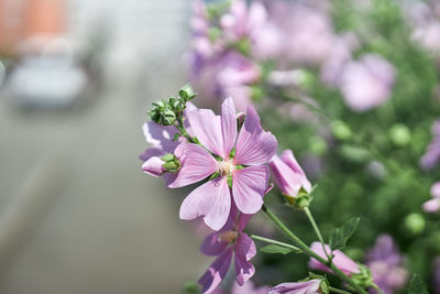 Close-up of pink flowering plant