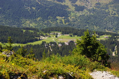 Scenic view of forest