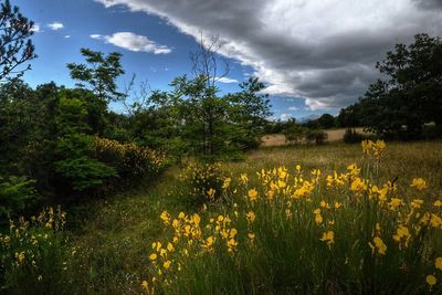 Scenic view of landscape against sky