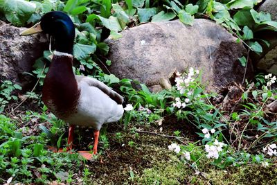 View of a bird on land