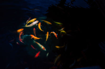 High angle view of koi carps swimming in sea