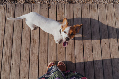 High angle view of dog standing on hardwood floor