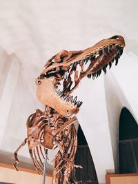 Low angle view of dinosaur skeleton