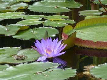 Close-up of lotus water lily in pond