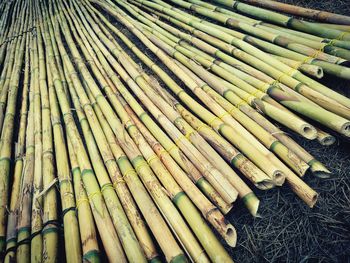 Full frame shot of bamboo