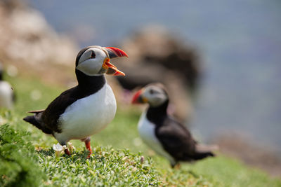 Puffin standing on a rock cliff . fratercula arctica 