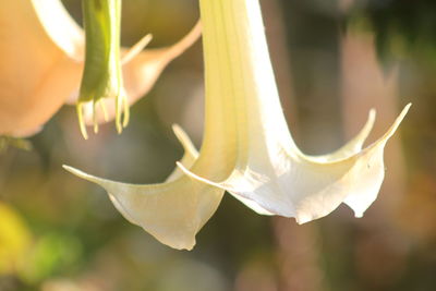 Close-up of white flowering angel's trumpes plant