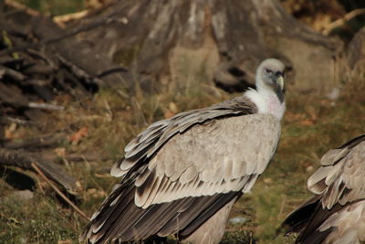 Close-up of bird perching on a field