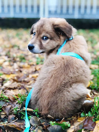 Dog looking away while sitting on land