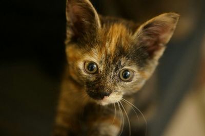 Close-up portrait of cat