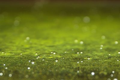 Close-up of water drops on green leaf