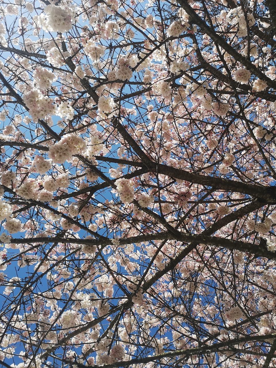 LOW ANGLE VIEW OF FLOWERING TREE AGAINST SKY