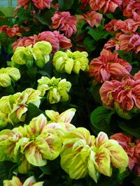 Close-up of pink flowering plants