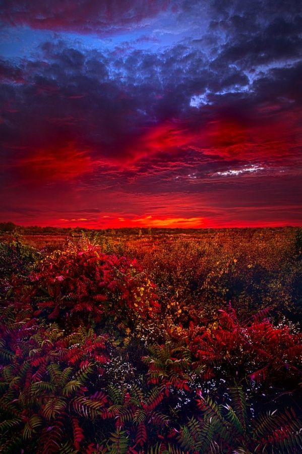 beauty in nature, sky, tranquil scene, scenics, red, cloud - sky, tranquility, sunset, landscape, nature, growth, field, flower, orange color, plant, cloudy, idyllic, dramatic sky, weather, cloud