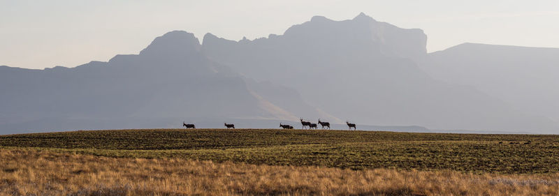 Scenic view of group of hartebeest animals on field against mountain range and clear sky, highmoor nature reserve, drakensberg mountains, south africa