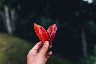 Close-up of hand holding maple leaf during autumn