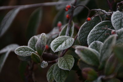Close-up of plant growing outdoors