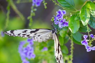 Close-up of butterfly pollinating on purple flower