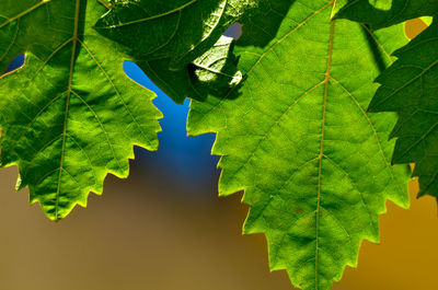 Close-up of green leaves