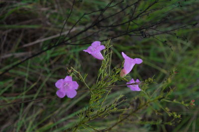 Close-up of purple flowering plant on field