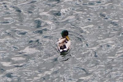 High angle view of woman swimming in pool