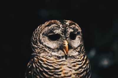 Close-up portrait of owl