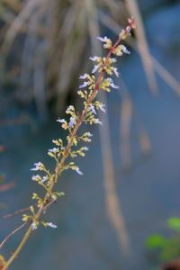 Close-up of flowering plant