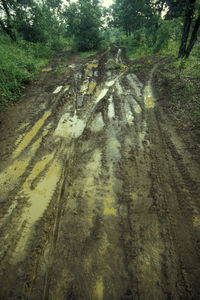 High angle view of road amidst trees in forest