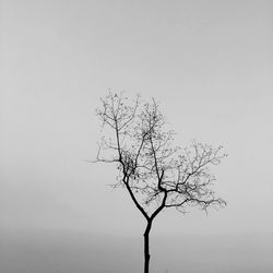 Close-up of tree against clear sky