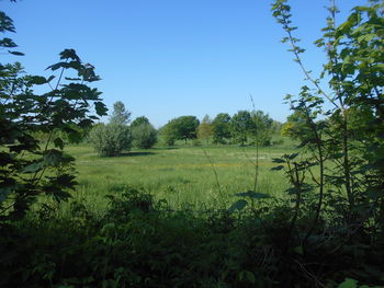 plant
