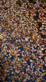 Full frame shot of colorful flowers