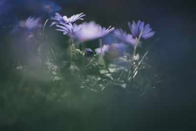 Close-up of purple crocus flowers on field