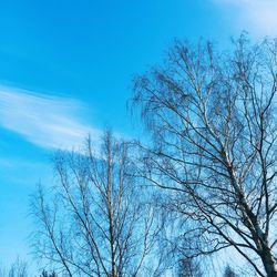 Low angle view of bare trees against blue sky